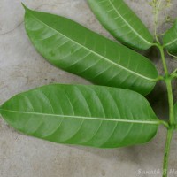 Anodendron parviflorum (Roxb.) I.M.Turner